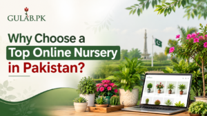 Why Choose a Top Online Nursery in Pakistan?